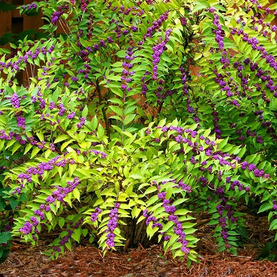 - Native Shrubs: An Introduction 2026 - September