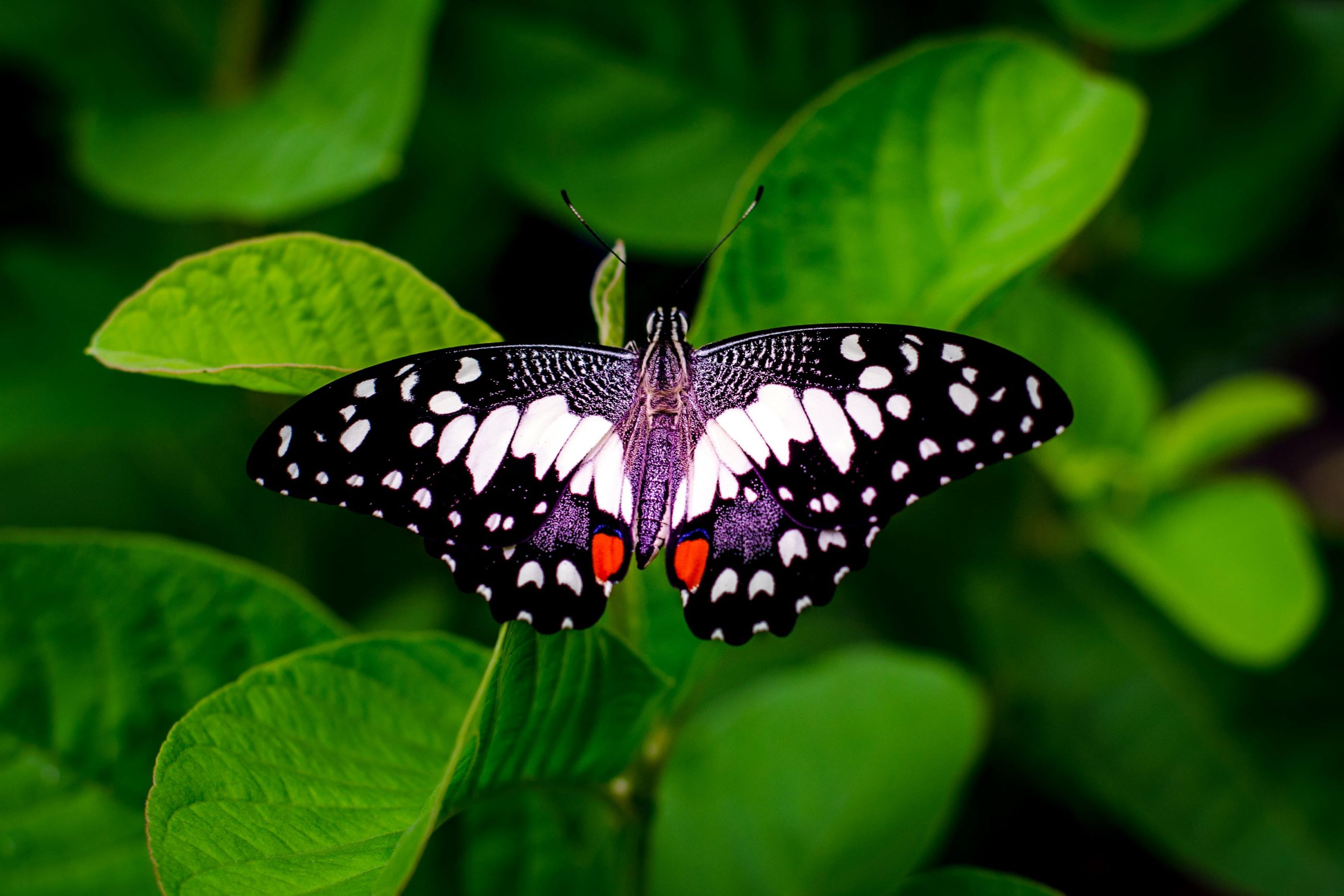 Advanced Ecology 2025 - May