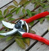 - Pruning 2027 - February