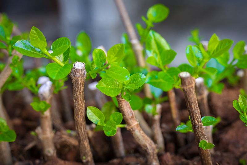 Plant Propagation 2025 - June