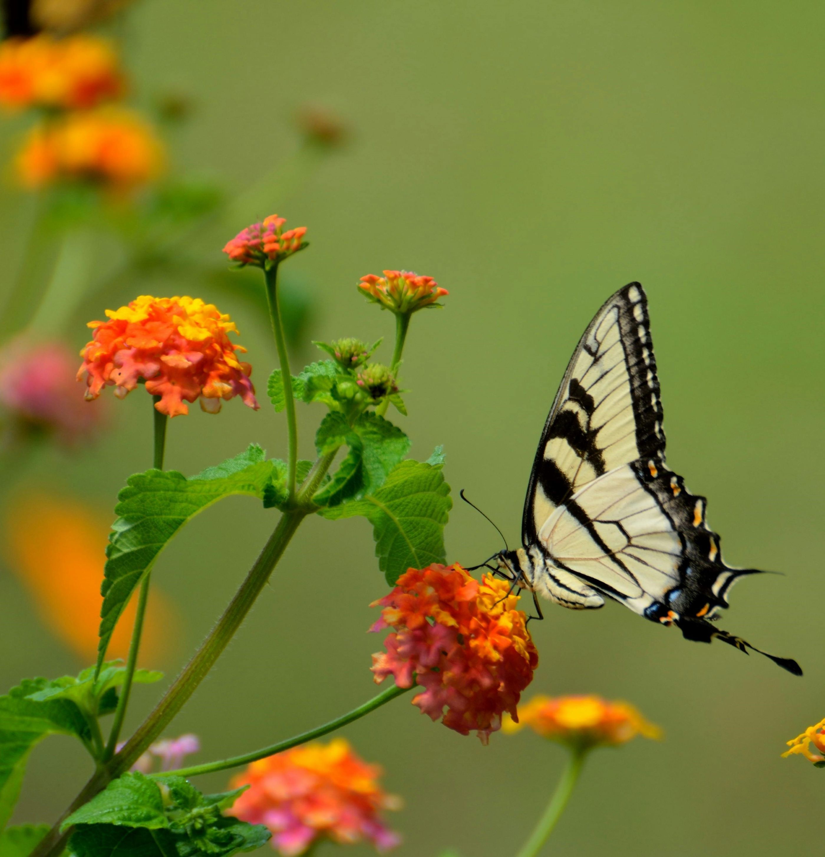 Insect ID and Ecology 2025 - September