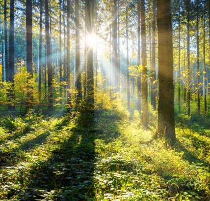 Gratitude in the Gardens 2026 - August