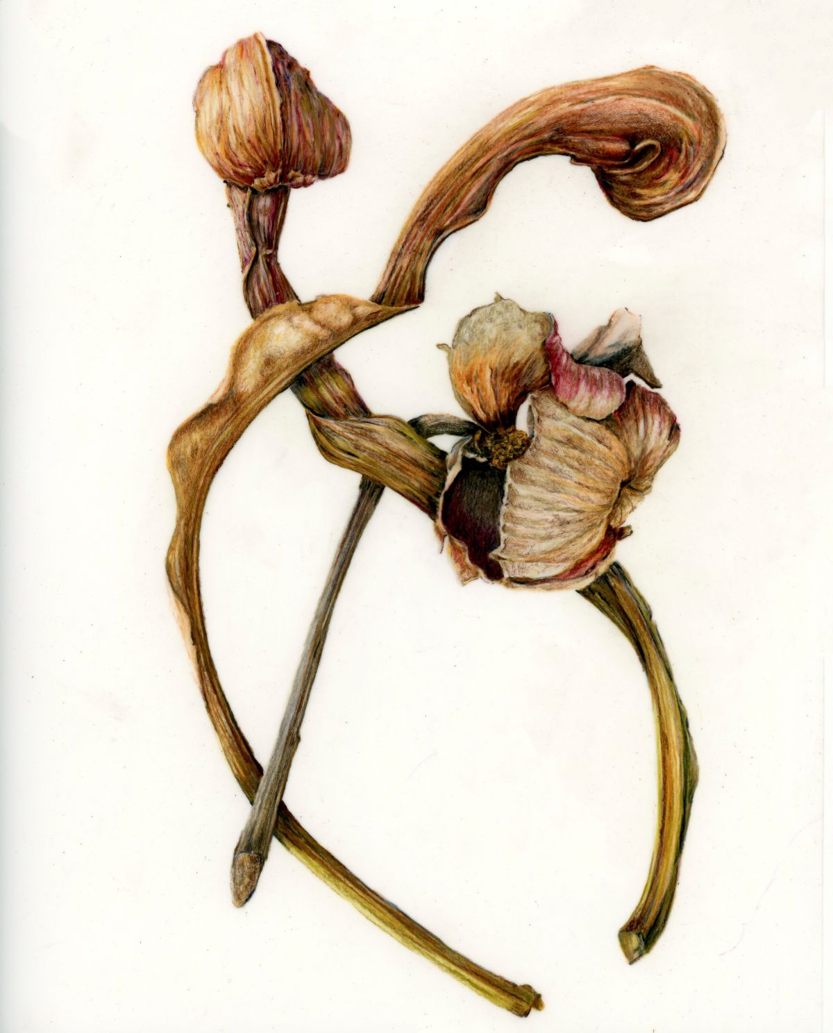 - Botanical Illustration Two 2026 - June