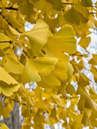 - WTH is a Native Plant (and Why Should I Care)? 2027 - January 