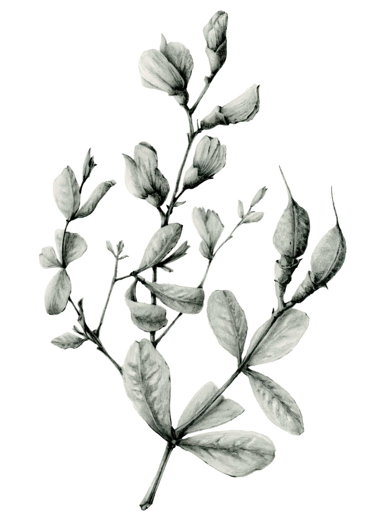 - Botanical Illustration One 2026 - May