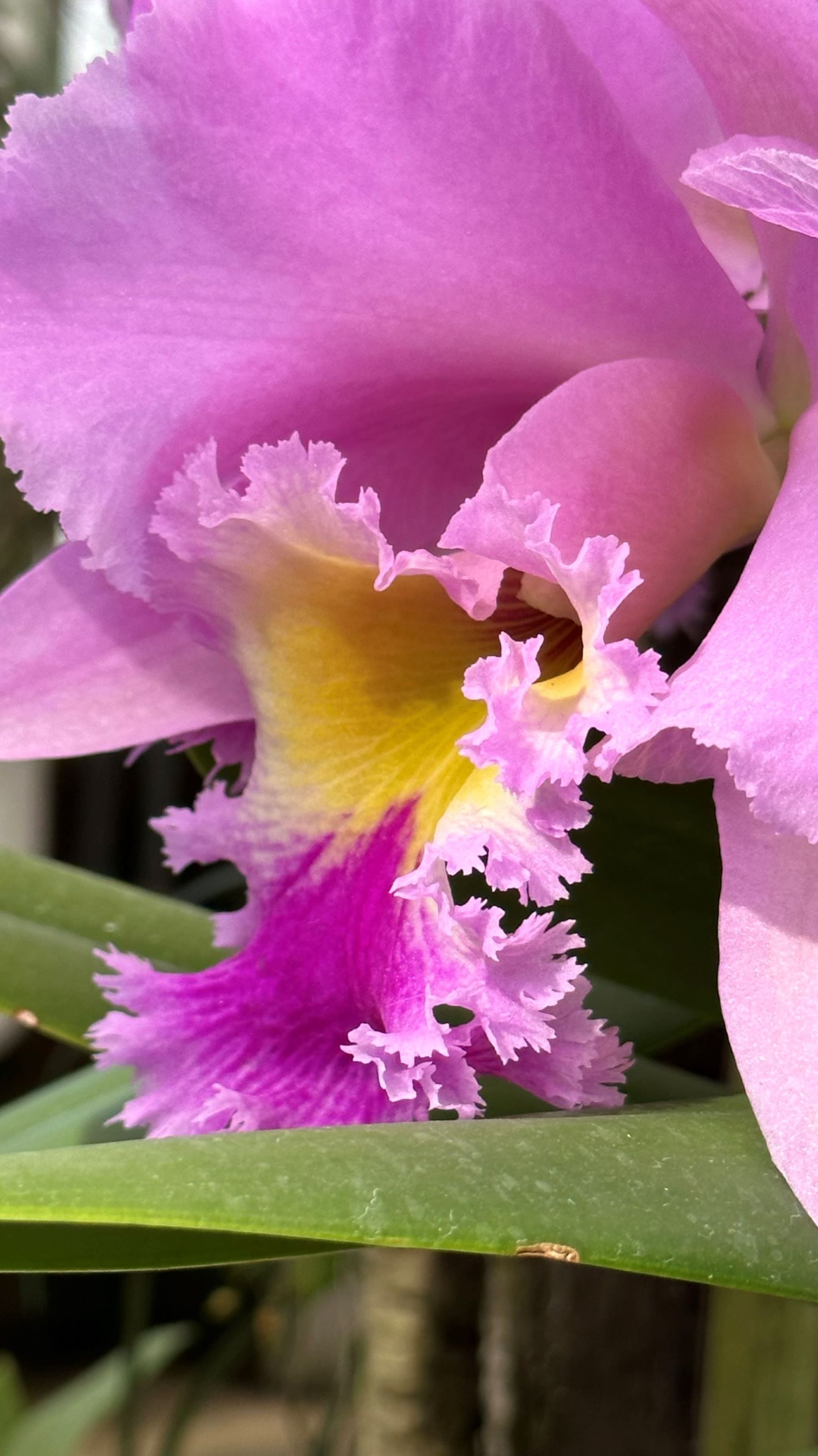 Intro to Orchids 2025 - February