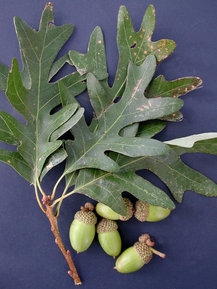 - Native Tree ID 2026 - October