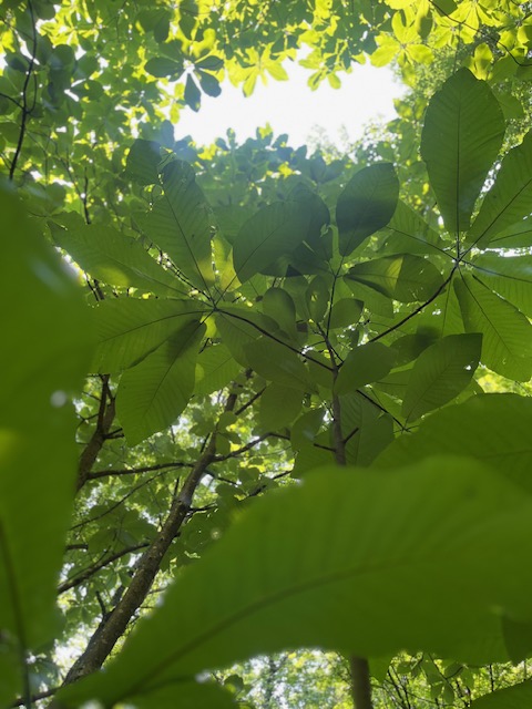 Nature Therapy Walk 2025 - July