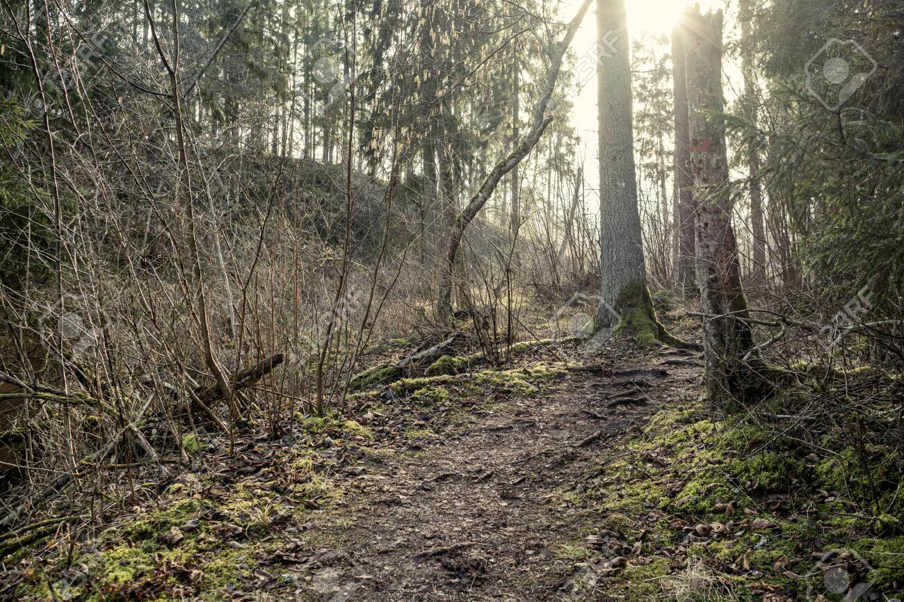 - Winter Tree ID 2026 - January