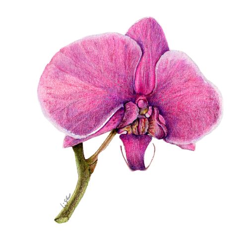 - Seasonal Colored Pencil Workshop: Orchids 2027 - February