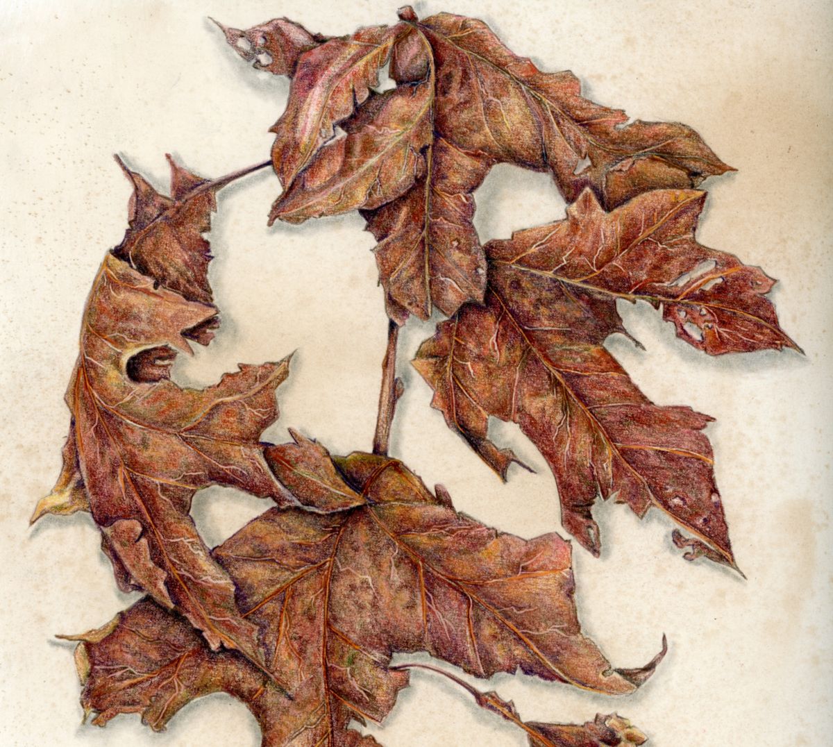 - Intro to Botanical Illustration 2026 - March 