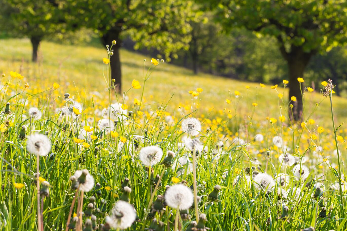 - Edible Landscaping: Please Eat the Daisies! 2026 - September